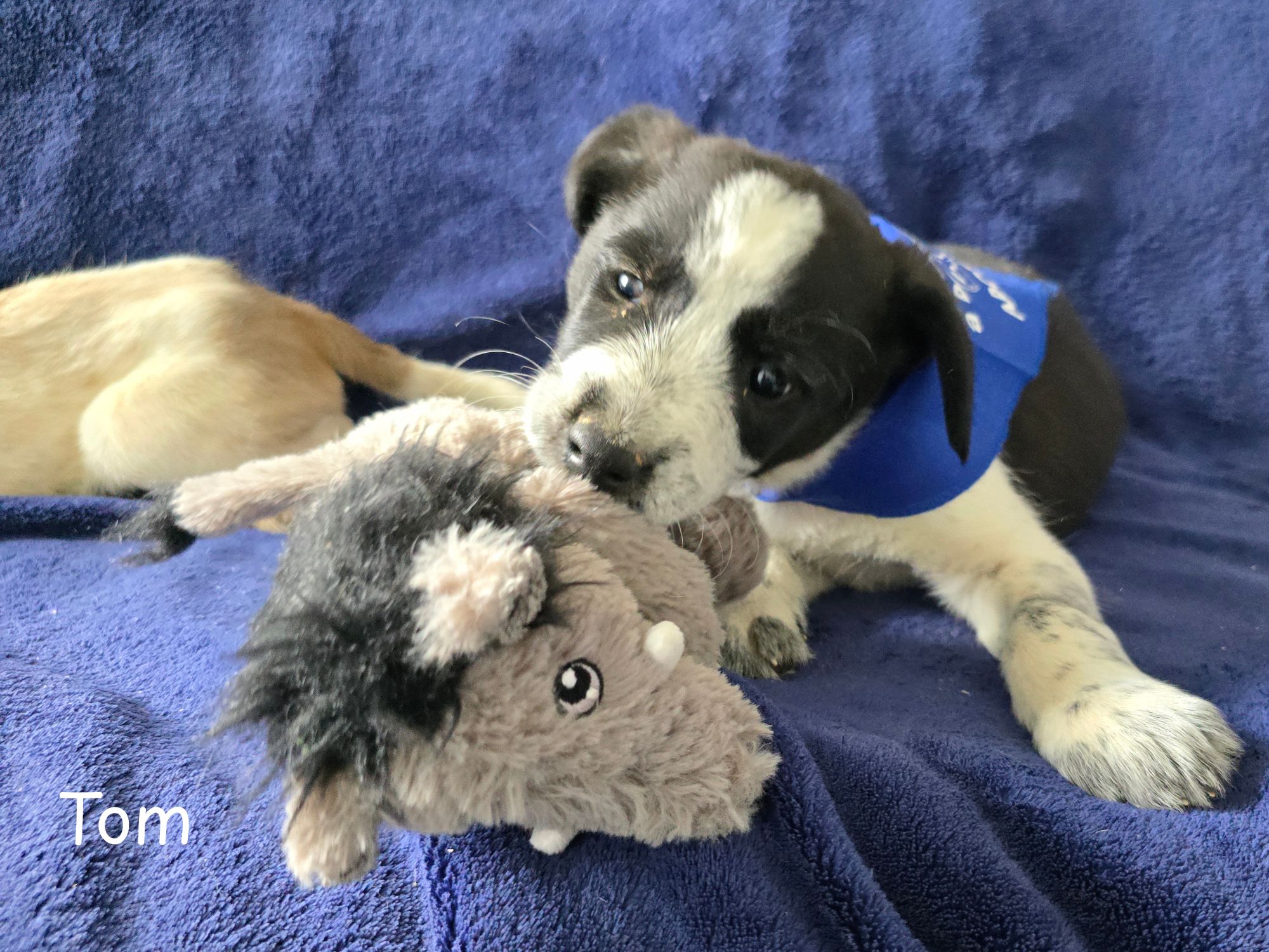 tom ter adoptie