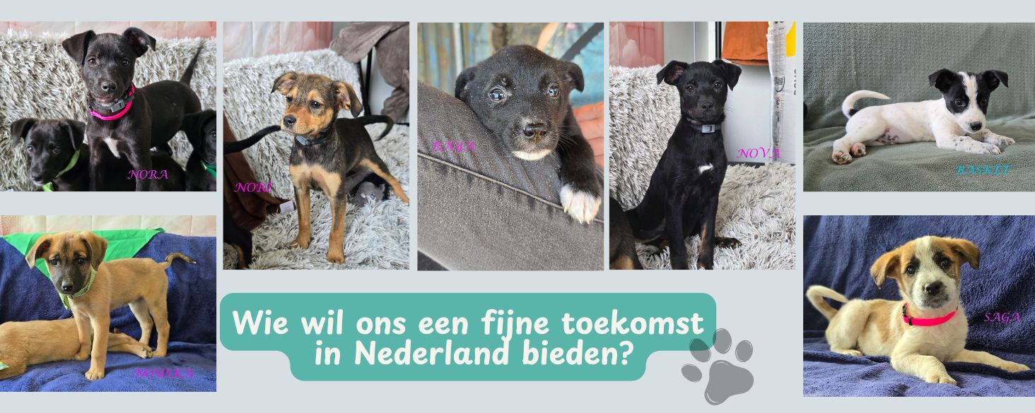 pups zoeken een toekomst in nederland
