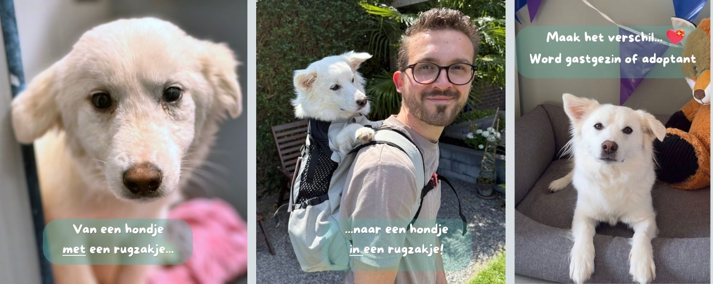 red een leven rescue hond