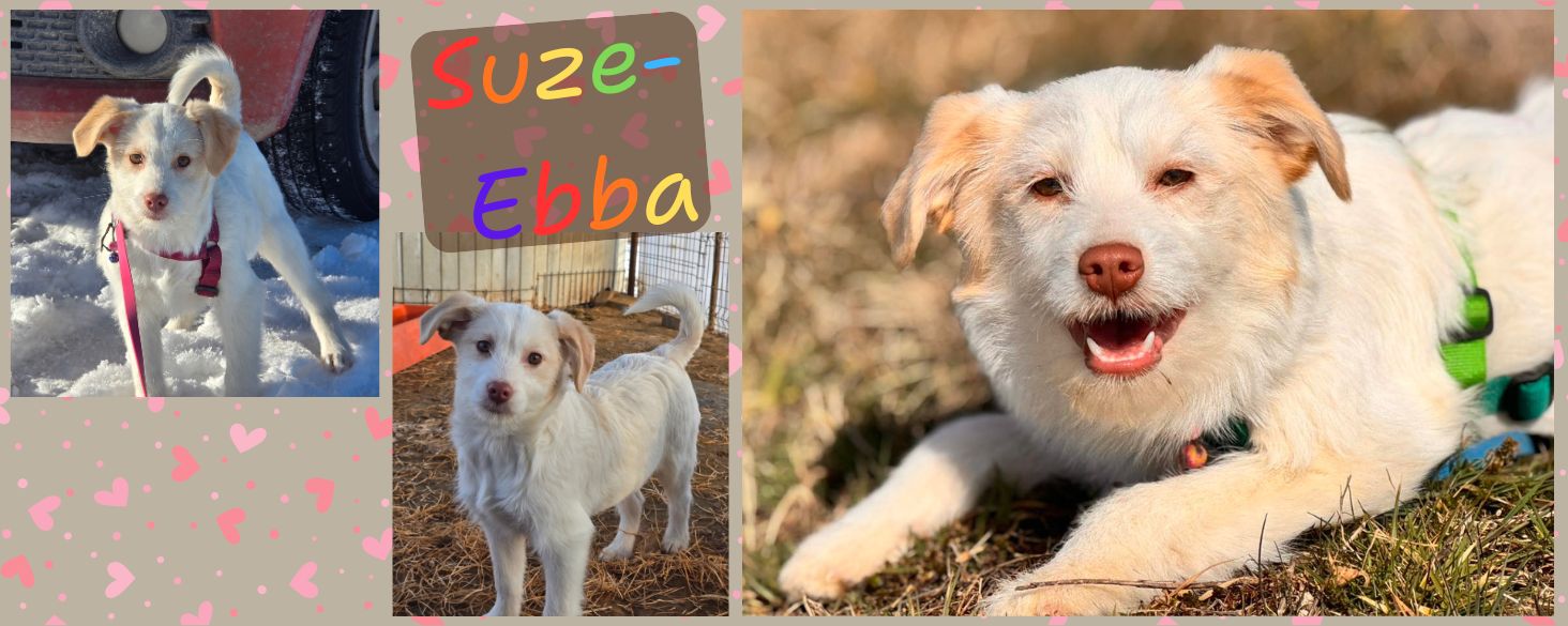 Suze-Ebba zoekt thuis