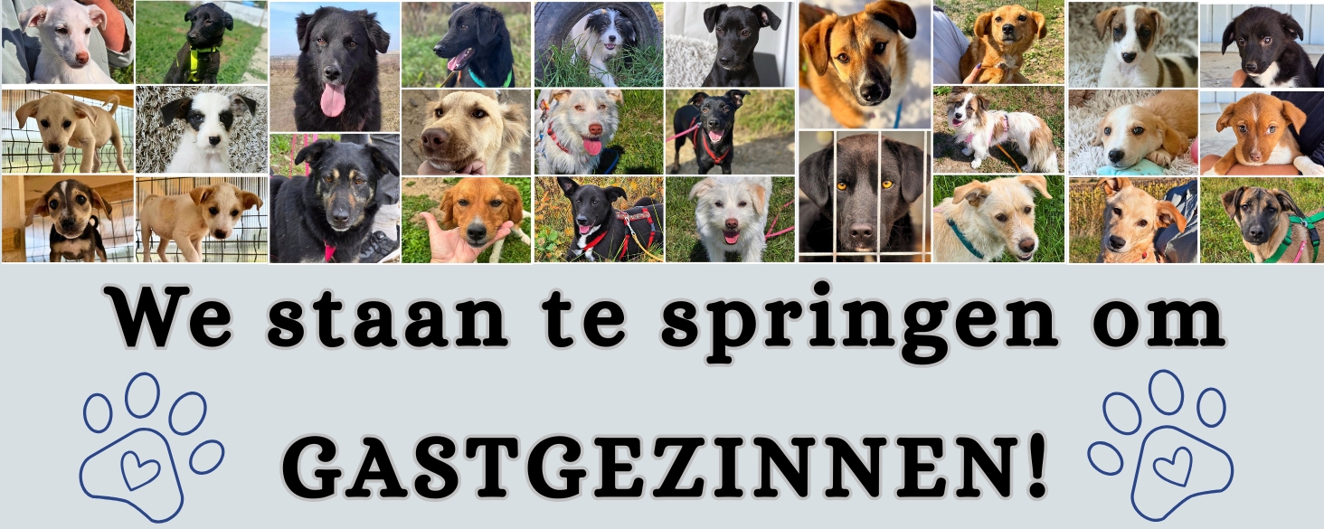 De stichting zoekt nieuwe gastgezinnen