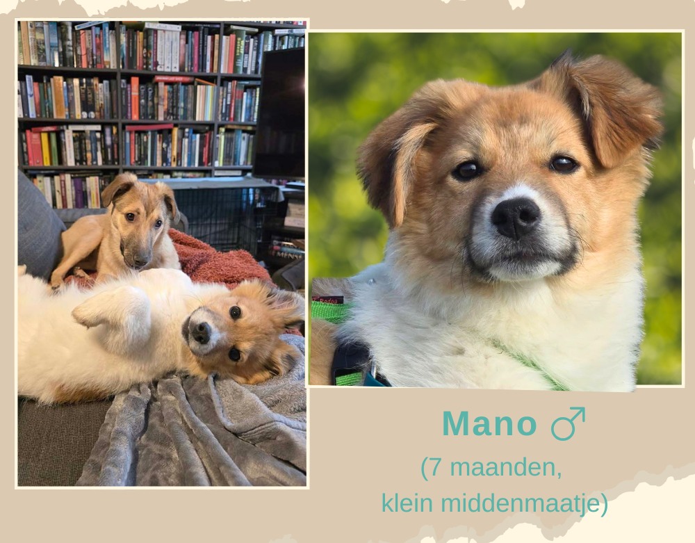 Mano ter adoptie