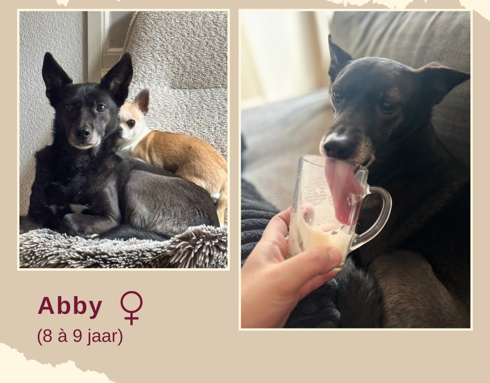 Abby ter adoptie