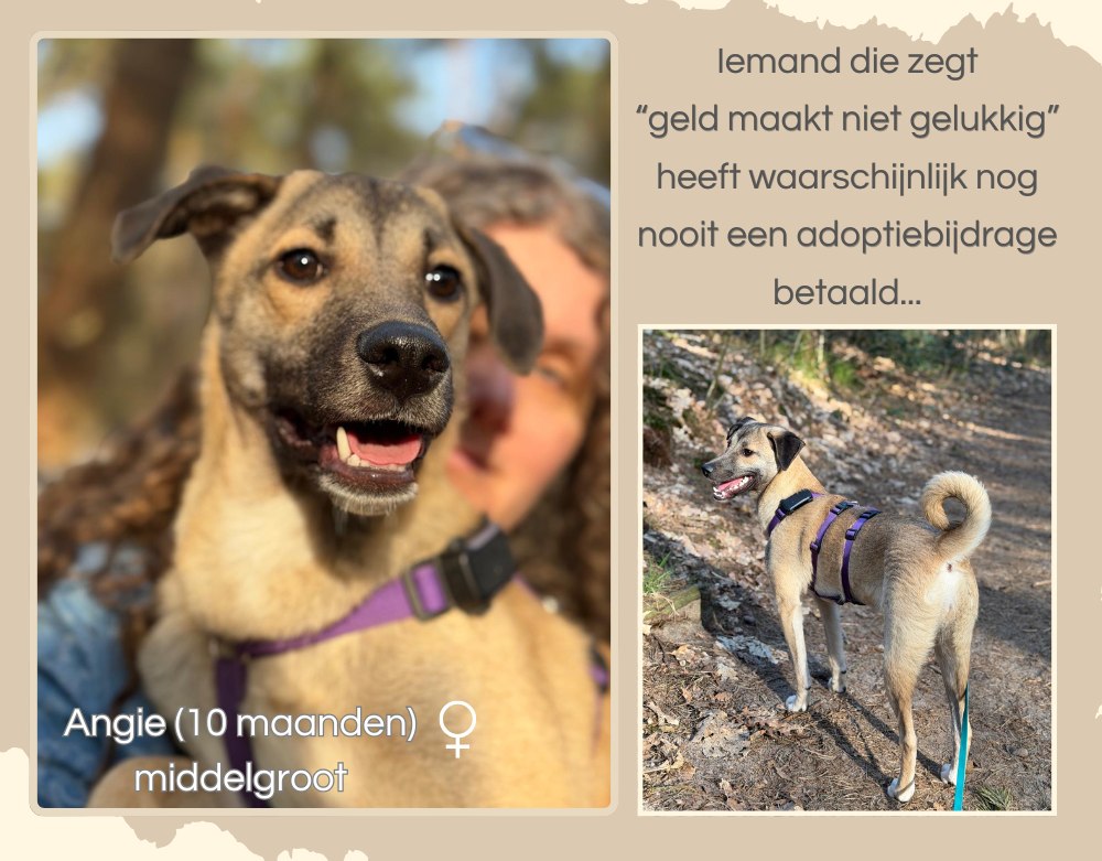 Angie ter adoptie