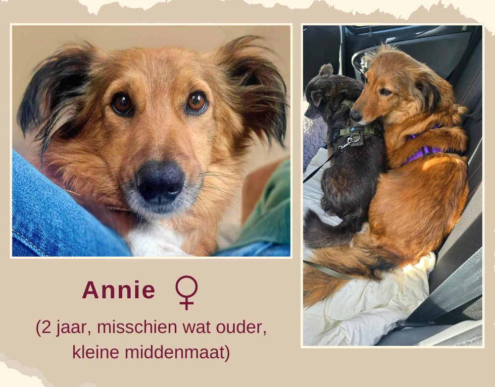Annie ter adoptie
