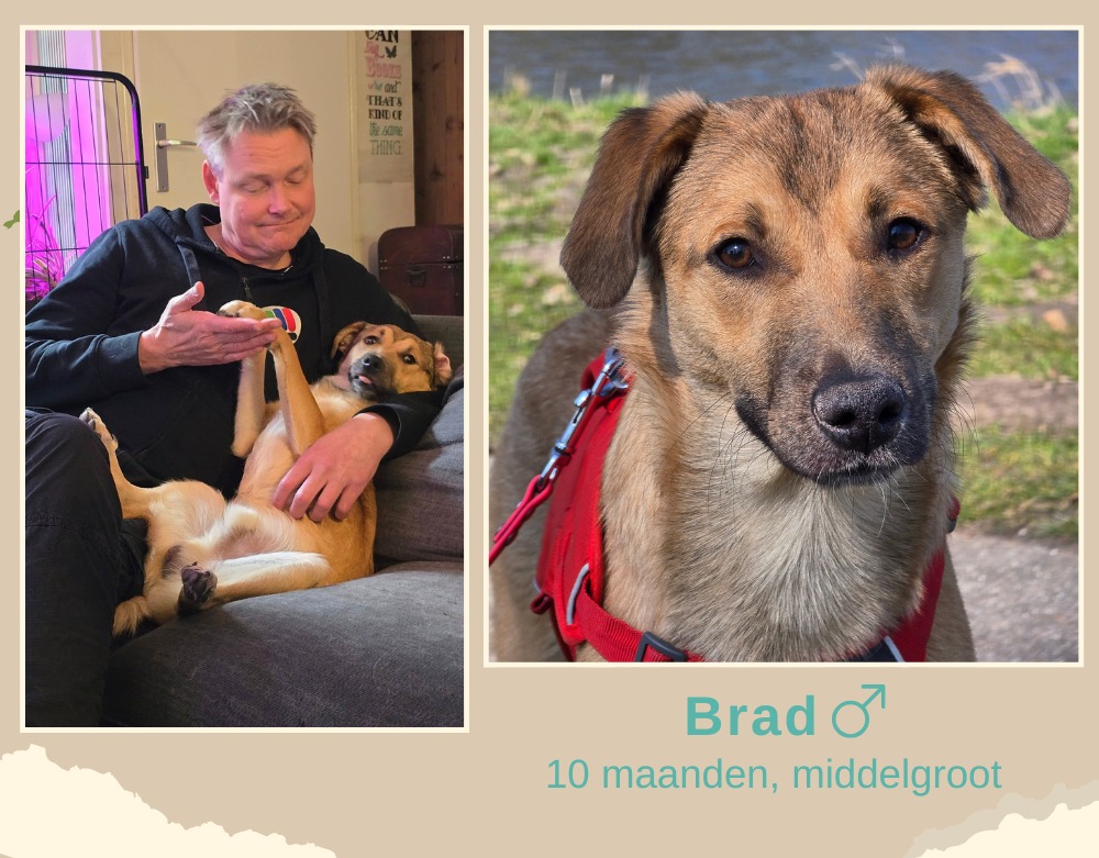 Brad ter adoptie