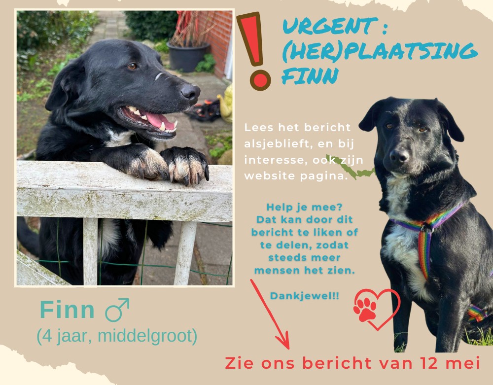 Finn ter adoptie