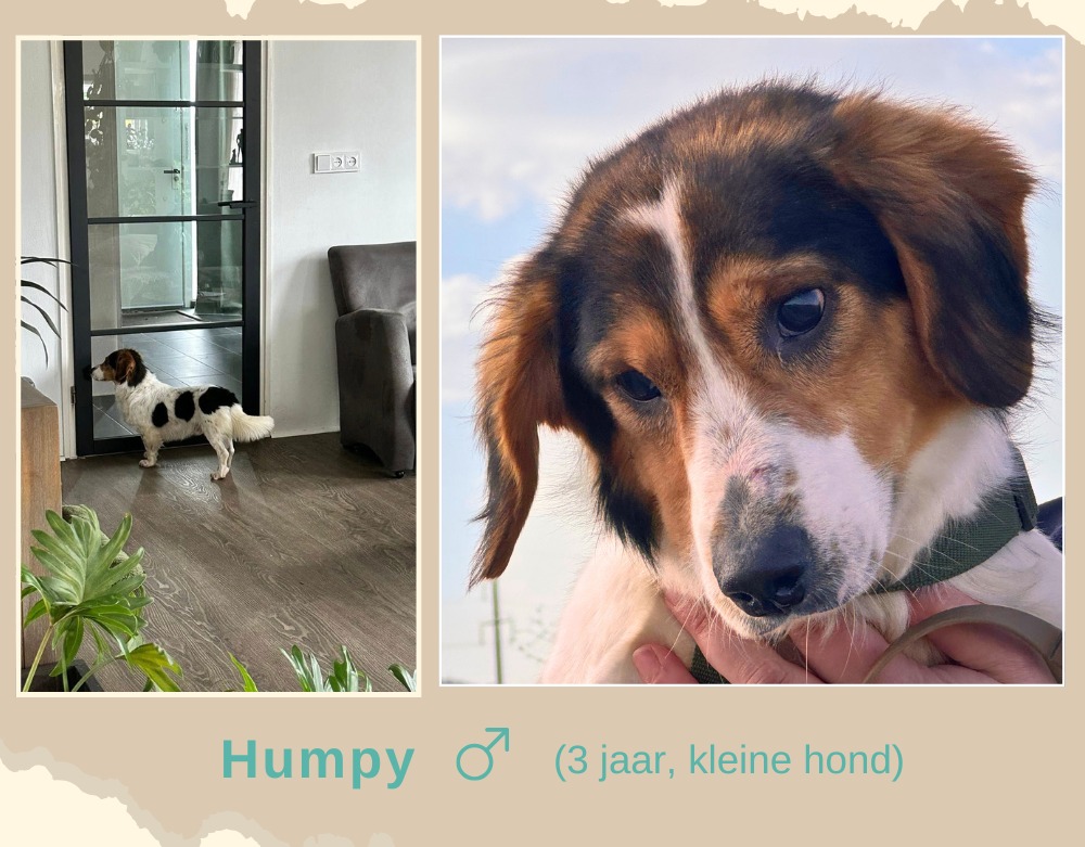 Humpy ter adoptie
