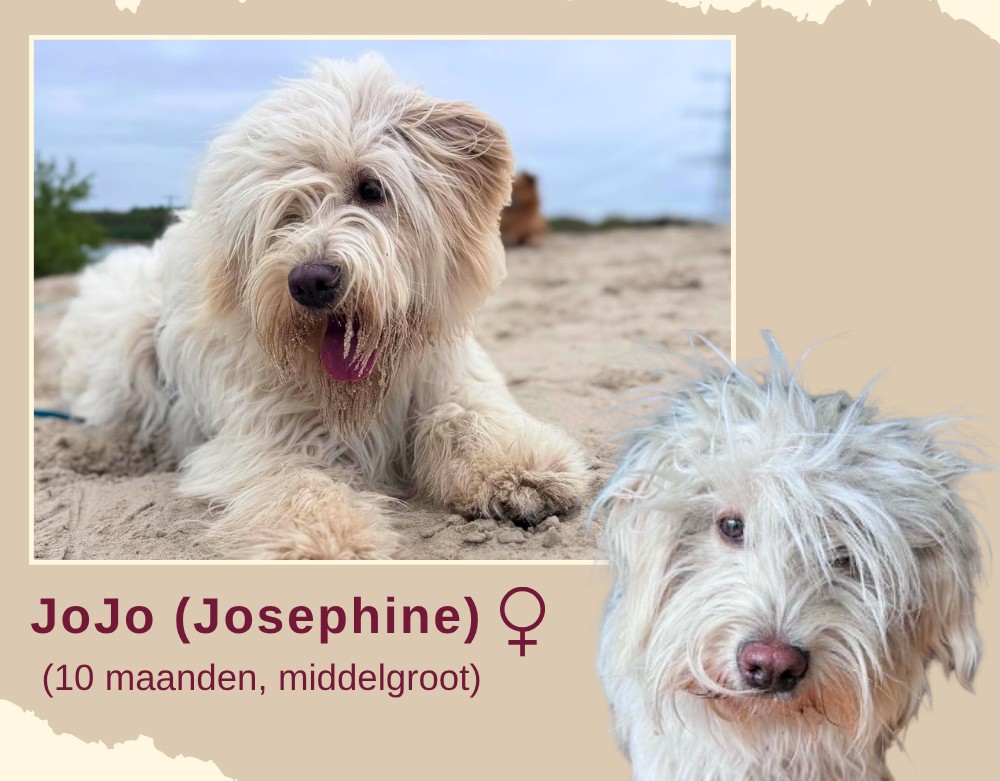 JoJo ter adoptie