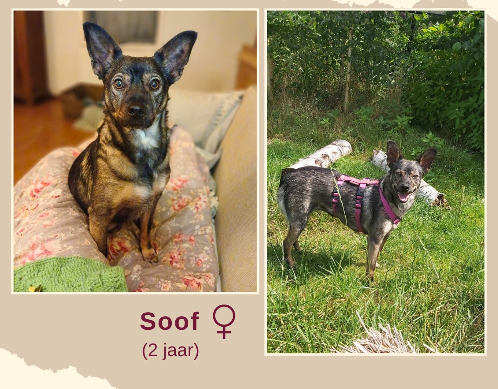 Soof ter adoptie