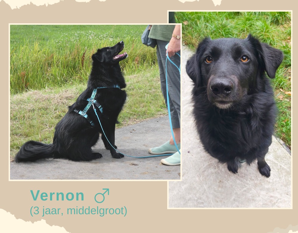 Vernon ter adoptie