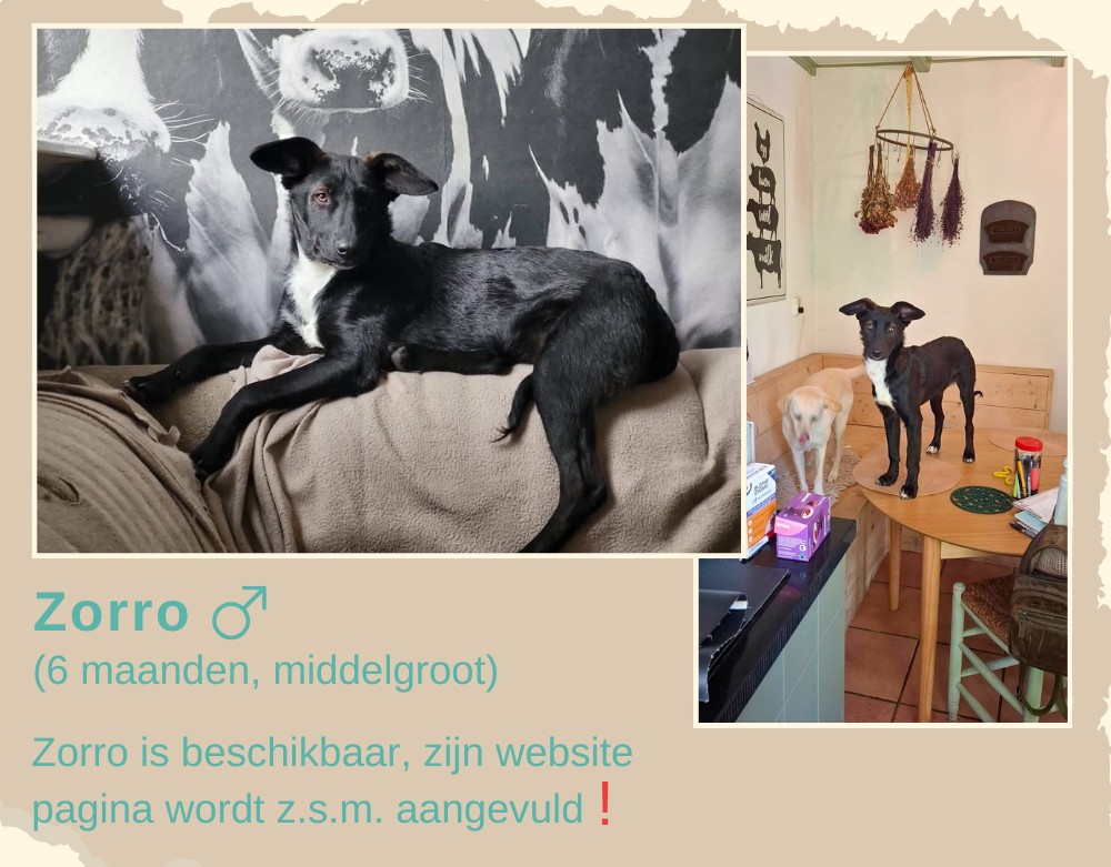 Zorro ter adoptie