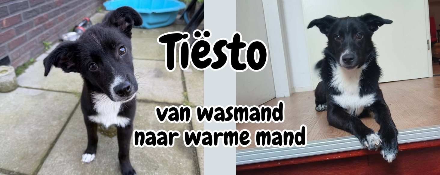 tiesto van wasmand naar warme mand