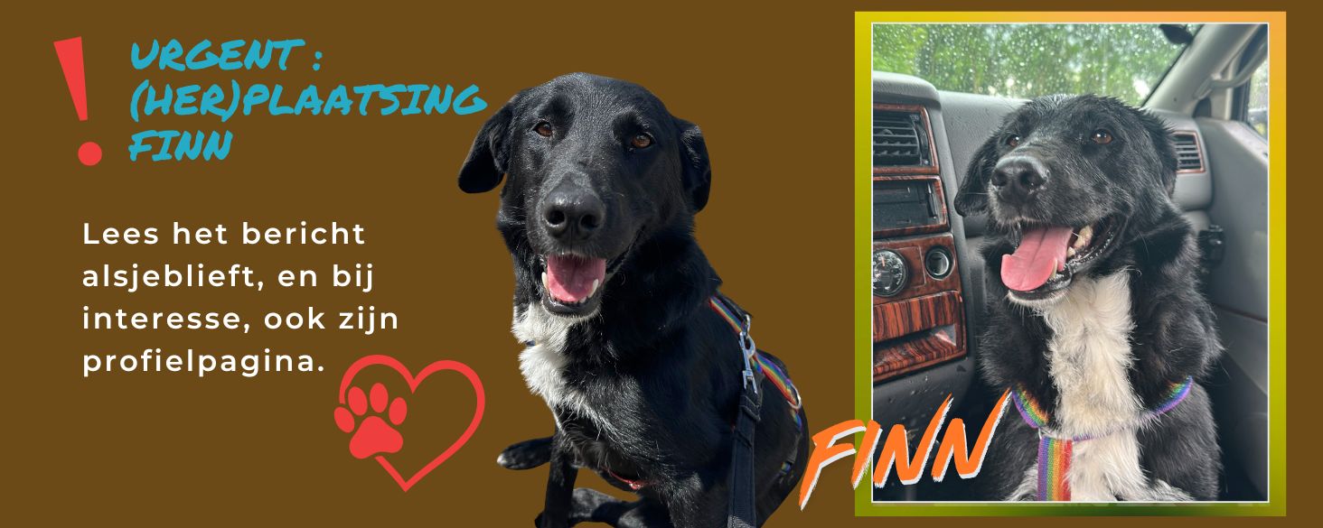 Urgent passende plek gezocht Finn