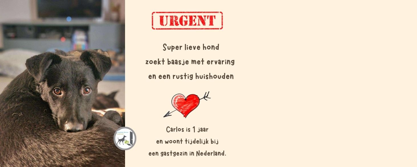 urgent herplaatsing hond