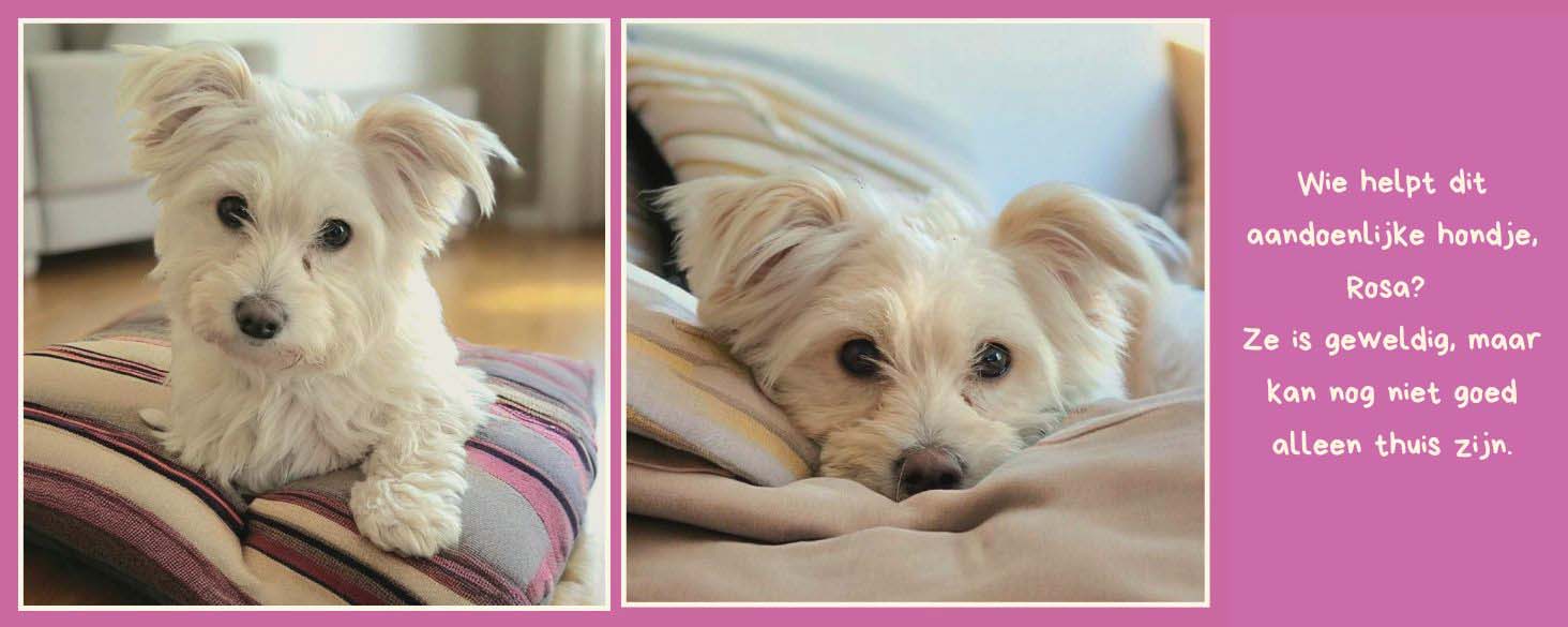 Urgent herlaating kleine hond