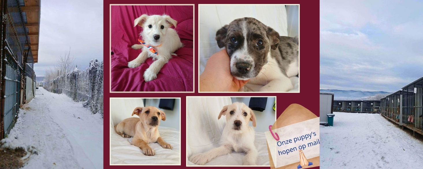 Adoptant of gastgezin gezocht