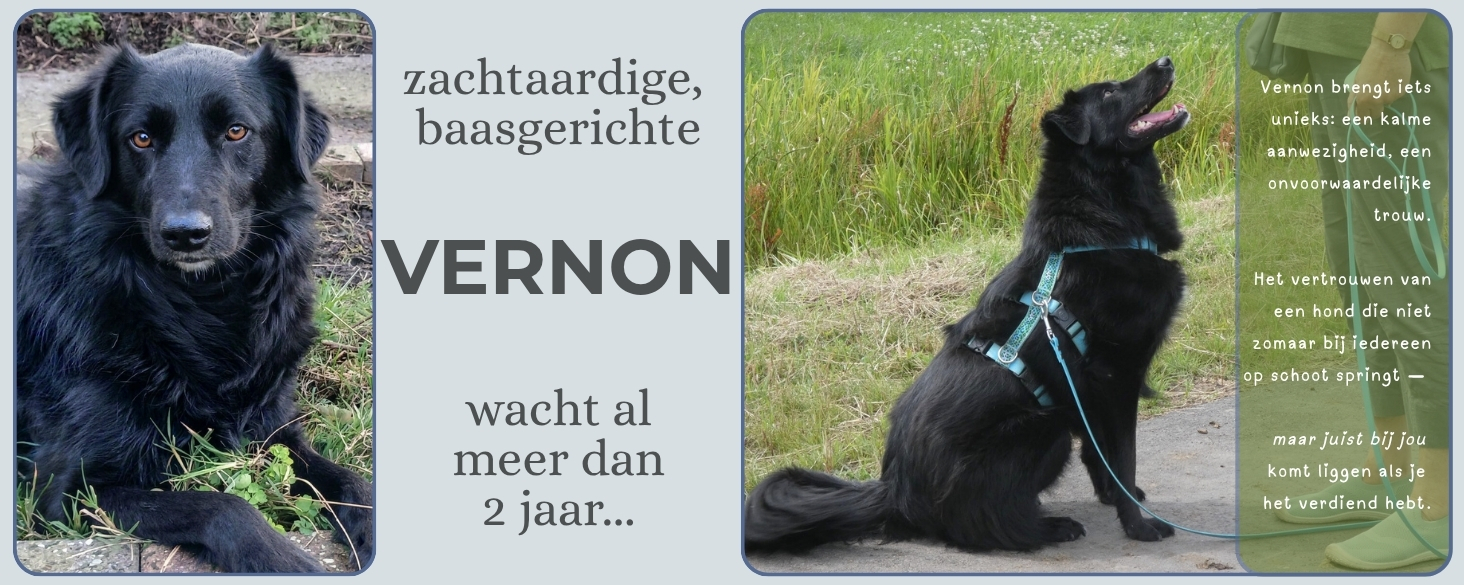 Zachtaardige Vernon wacht al twee jaar