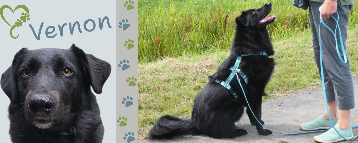 Vernon herplaatser uit Roemenie