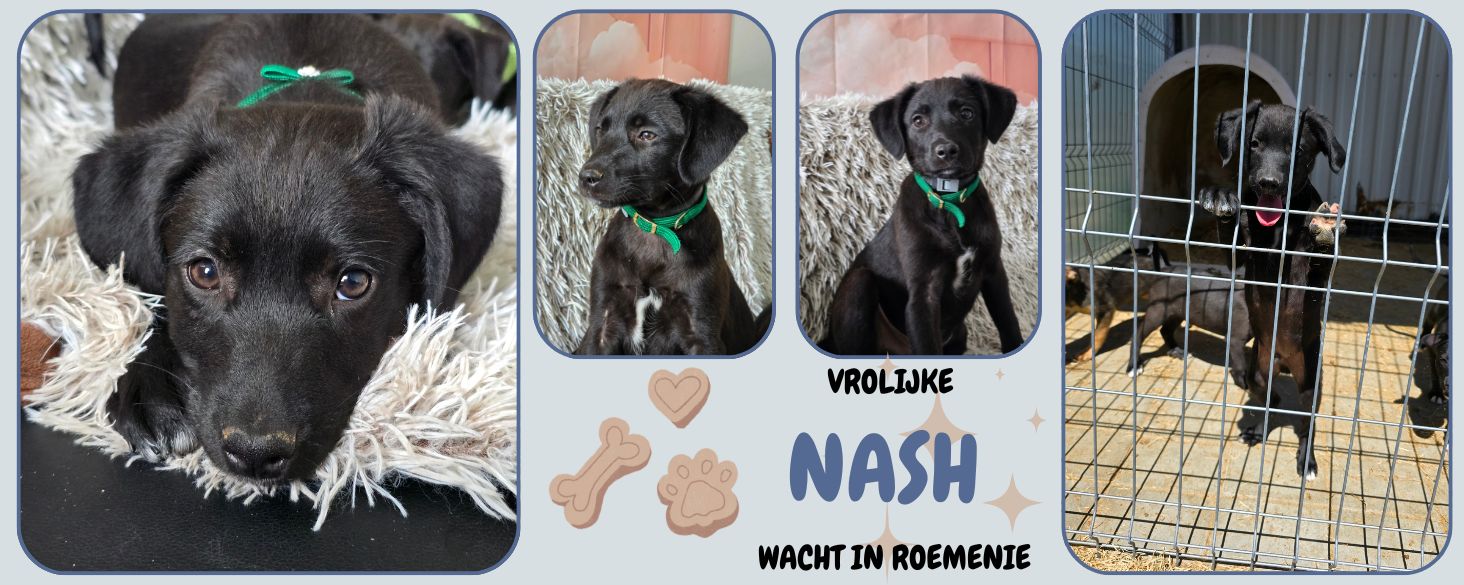 vrolijke nash wacht in roemenie