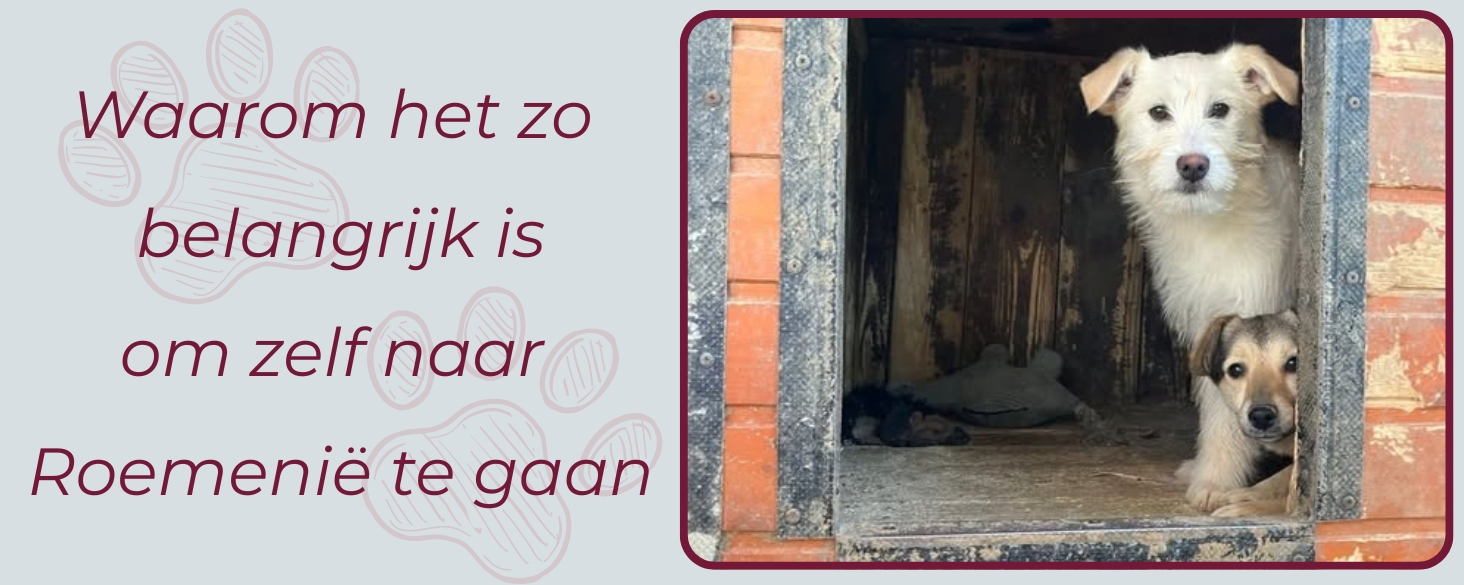 Het is belangrijk om zelf naar Roemenie te gaan