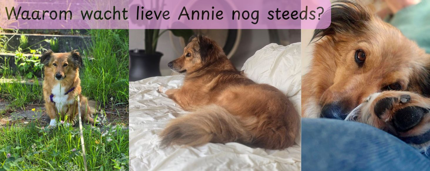 waarom wacht kleine hond Annie nog steeds