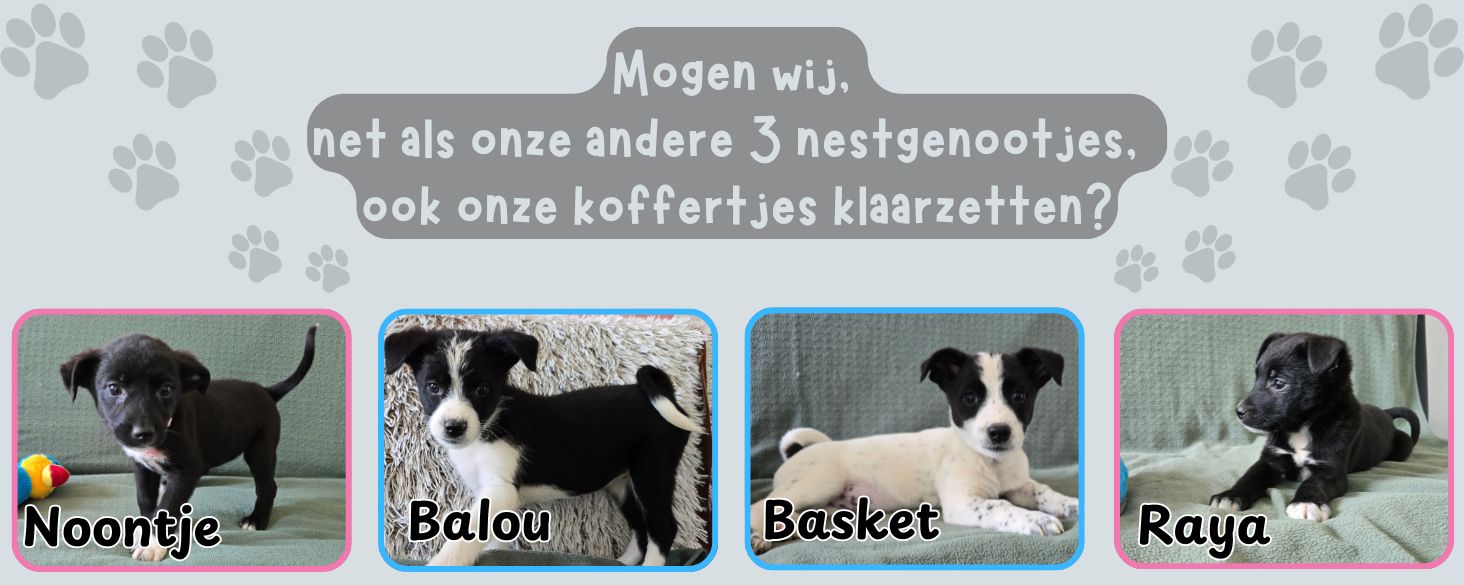vier pups willen ook hun koffertjes pakken