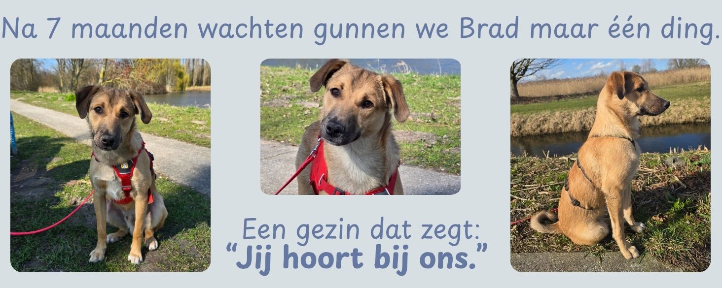 wij gunnen Brad een thuis