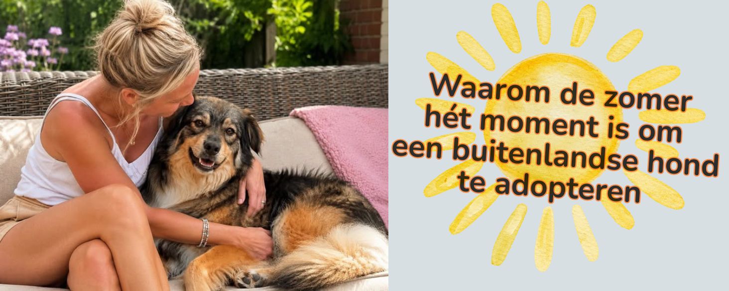 Zomer is een goed moment voor adoptie hond