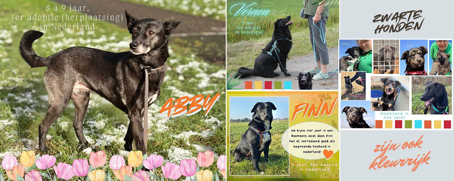 Zwarte honden verdienen net zo goed een kans