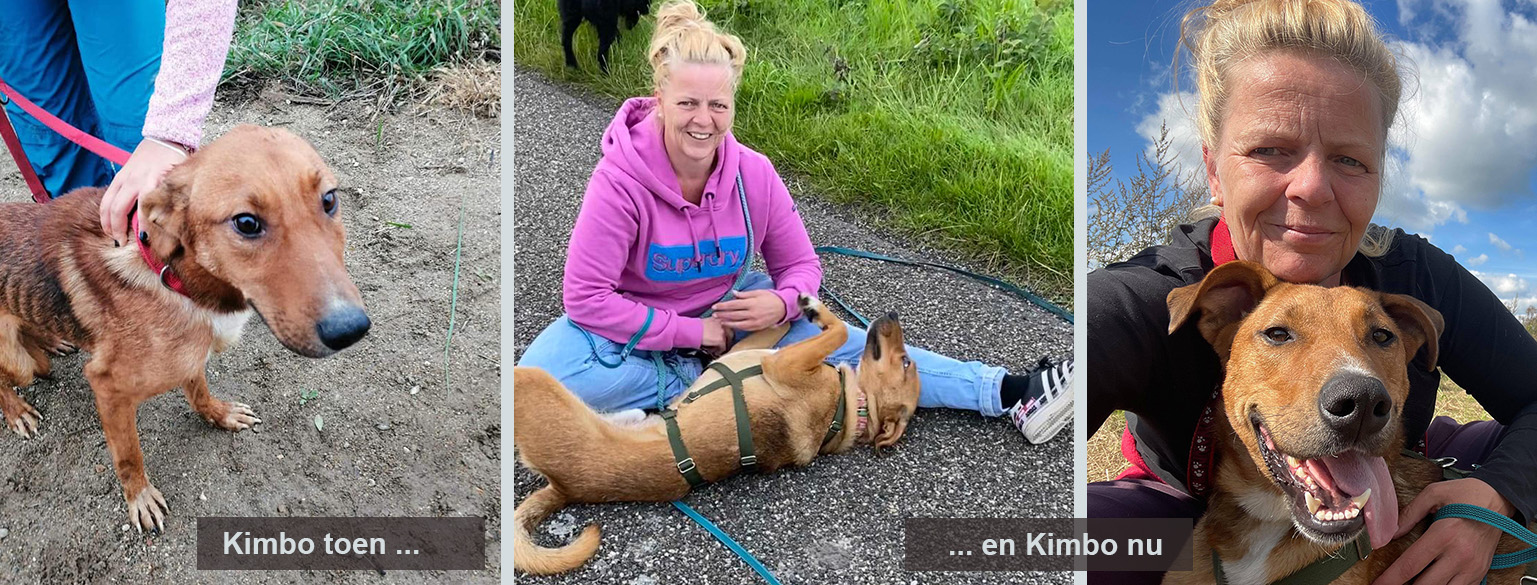 kimbo adoptiehond
