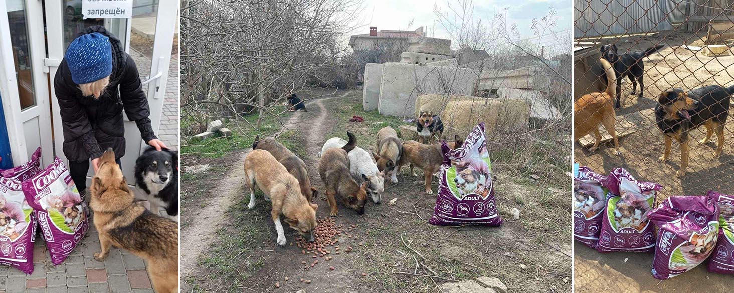 hulp voor dieren oekraine 